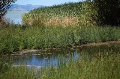 Te Waihora reed beds