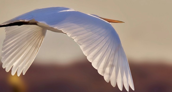 Birdlife Steven Howard