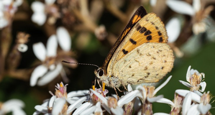 Common copper resting banner