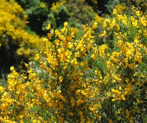 Gorse in bloom