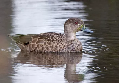 Tete/Grey teal