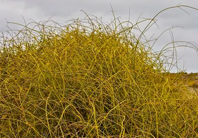 Leafless clematis (Clematis afoliata)