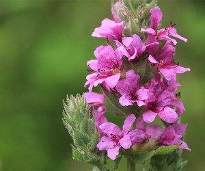 Purple Loosestrife  