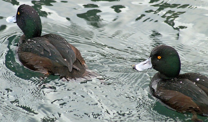 Pāpango/scaup - Photo by: Kelvin McMillian