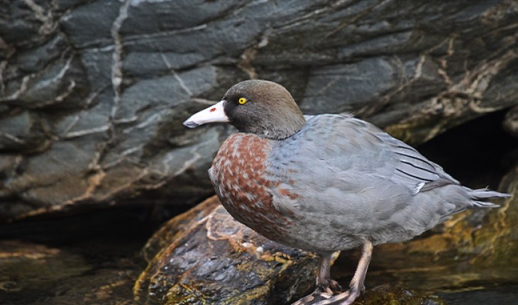 Whio/blue duck