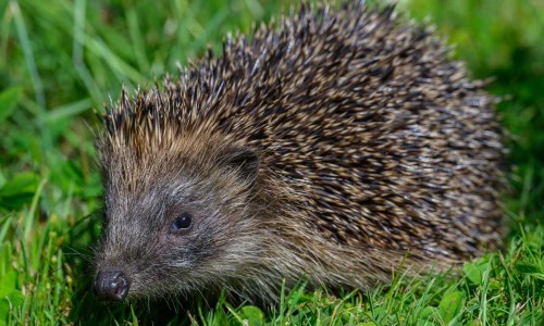 Hedgehog Credit Simon Gooding TeWaihora