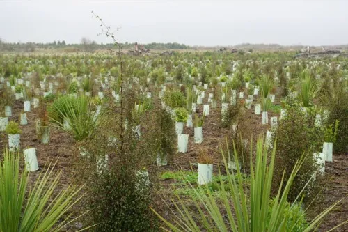 Planting Weed Strikeforce project