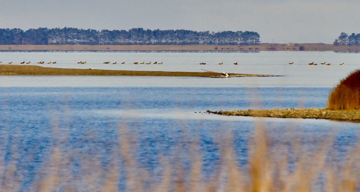 Te Waihora Steve Howard