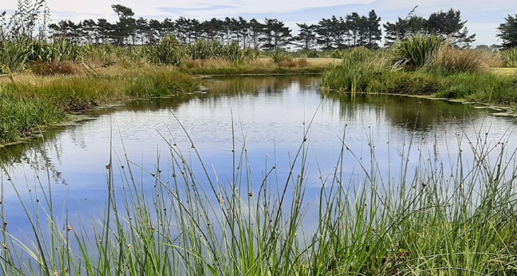 Waikekewai Stream banner v2